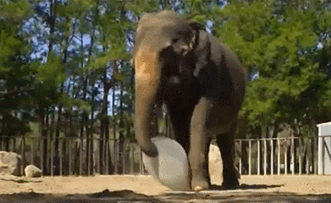 Elephant Playing with air wubble bubble ball in zoo